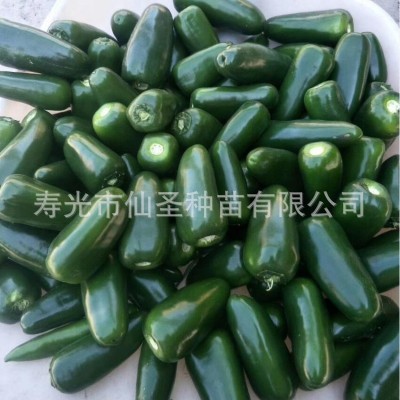墨西哥椒种子厚皮泡椒种子 1000粒装批发港椒精选小米椒种子港椒图2