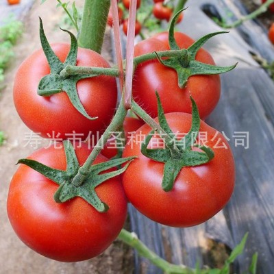 寿光大红西红柿种子苗子种子 齐达利番茄种子 番茄种植图2