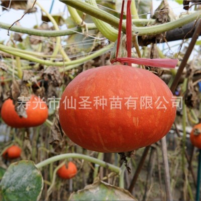 批发红蜜南瓜种子 红栗南瓜种子 短蔓南瓜种子 甘栗南瓜 3－4斤图3