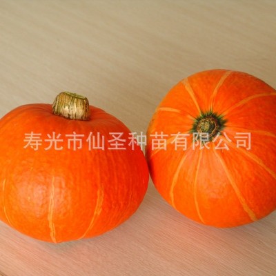 批发红蜜南瓜种子 红栗南瓜种子 短蔓南瓜种子 甘栗南瓜 3－4斤