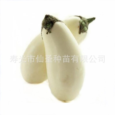 批发圆茄种子 寿光白冠圆茄种子 10克装茄子种苗 约2000粒图5