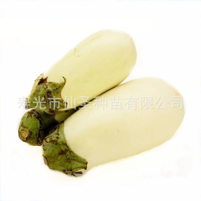 批发圆茄种子 寿光白冠圆茄种子 10克装茄子种苗 约2000粒图4