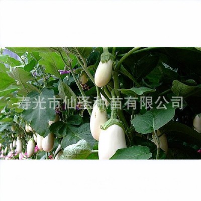 批发圆茄种子 寿光白冠圆茄种子 10克装茄子种苗 约2000粒图2