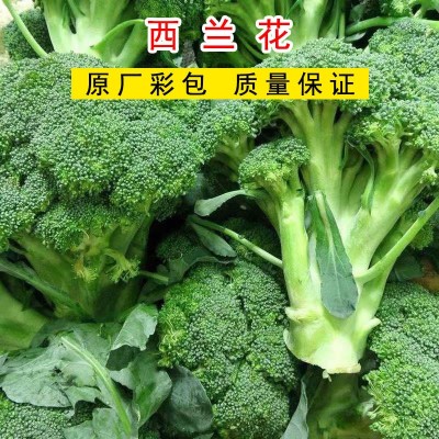 公司批发地摊卖蔬菜花卉种籽 花椰菜白菜花西兰花种子杂交种