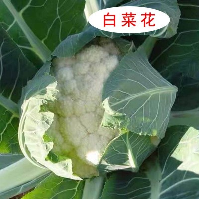 公司批发地摊卖蔬菜花卉种籽 花椰菜白菜花西兰花种子杂交种图3