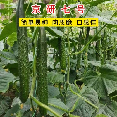 京研七号黄瓜种子四季蔬菜种籽家庭园艺盆栽小院种孑易成活好管理图2