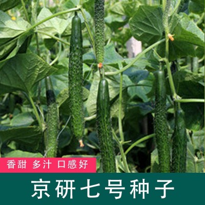 京研七号黄瓜种子四季蔬菜种籽家庭园艺盆栽小院种孑易成活好管理图3