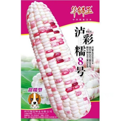 海迈花糯680彩色糯玉米种子厂家大量批发国审彩甜糯鲜食玉米种子图2