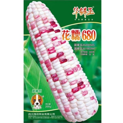 海迈花糯680彩色糯玉米种子厂家大量批发国审彩甜糯鲜食玉米种子