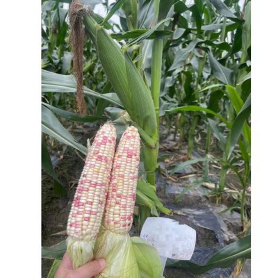 海迈花糯680彩色糯玉米种子厂家大量批发国审彩甜糯鲜食玉米种子图3