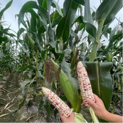 海迈花糯680彩色糯玉米种子厂家大量批发国审彩甜糯鲜食玉米种子图4