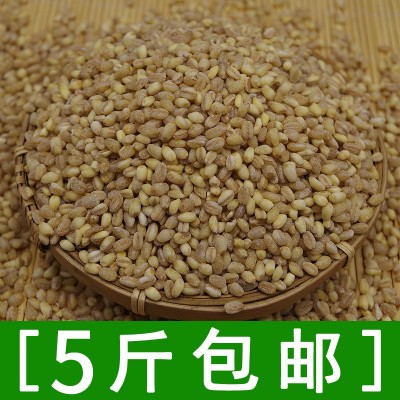 厂家直销五谷杂粮小麦仁去皮小麦好煮500g 部分地区5斤包邮图4