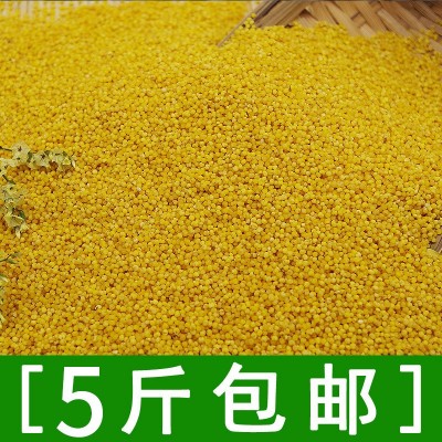 内蒙古农家特产小米 小黄米新上市能熬出米油500g 煮小米粥图4