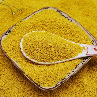 内蒙古农家特产小米 小黄米新上市能熬出米油500g 煮小米粥图2