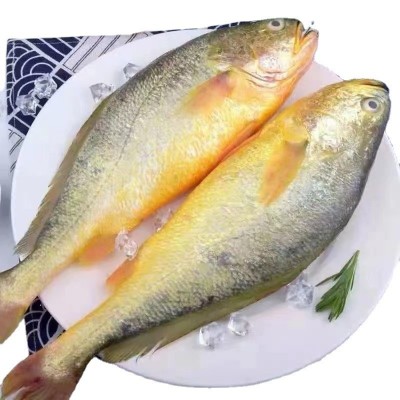 新鲜大黄鱼批发精选一斤冰鲜冷冻真空装黄花鱼冷冻黄鱼鲞 海鲜商用图4