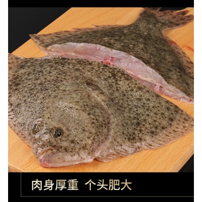 鲜活多宝鱼新鲜海捕比目鱼鲜活鲽鱼菱平鱼冷冻多宝鱼批发海鲜鱼类图2