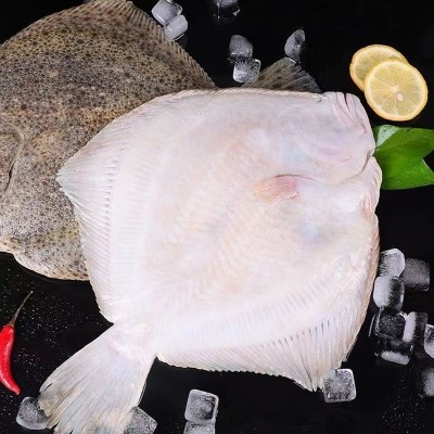 鲜活多宝鱼新鲜海捕比目鱼鲜活鲽鱼菱平鱼冷冻多宝鱼批发海鲜鱼类图3