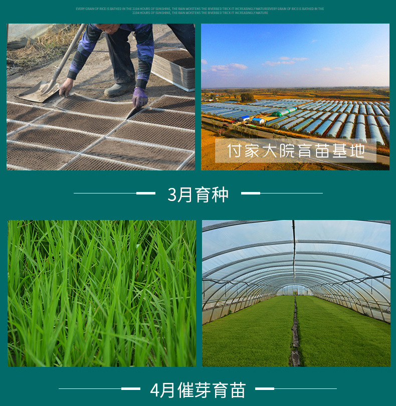 大米内页_15