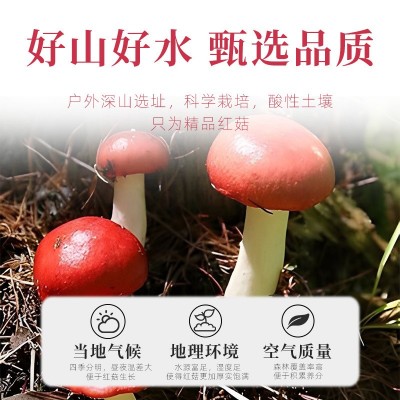 红菇云南干货散装新货批发 红蘑菇大货菌汤包优质原料蘑菇批发图2