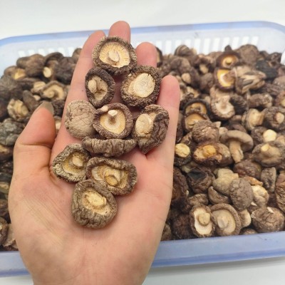 湖北宜昌远安特产香菇干货肉厚剪脚金钱菇500g基地直发图2