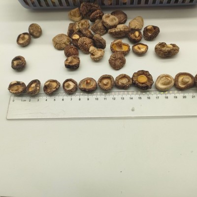湖北宜昌远安特产香菇干货肉厚剪脚金钱菇500g基地直发图4