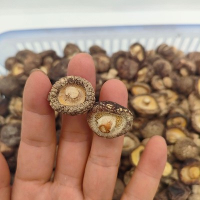 湖北宜昌远安特产香菇干货肉厚剪脚金钱菇500g基地直发图3