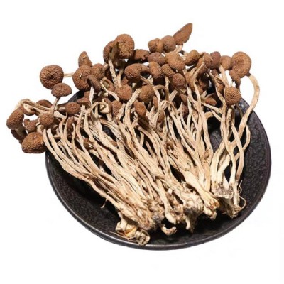 康旺 茶树菇新货古田特产茶树菇冰菇不开伞500g源头厂家批发图4