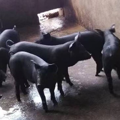 养殖场供应纯种太湖母猪 批发苏太黑猪苗 梅山猪苗纯种太湖小母猪