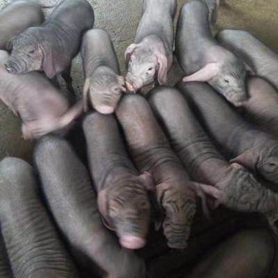 养殖场供应太湖母猪猪苗 苏太母猪二元母猪猪仔猪苗 苏太种母猪图4