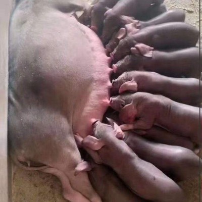 养殖场供应太湖母猪猪苗 苏太母猪二元母猪猪仔猪苗 苏太种母猪