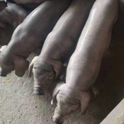 养殖场供应太湖母猪猪苗 苏太母猪二元母猪猪仔猪苗 苏太种母猪图3