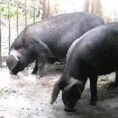 北京黑种猪 长白种猪美系二元种猪 太湖种母猪仔猪批发 品种齐全图4