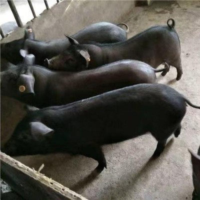北京黑种猪 长白种猪美系二元种猪 太湖种母猪仔猪批发 品种齐全图2