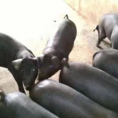 北京黑种猪 长白种猪美系二元种猪 太湖种母猪仔猪批发 品种齐全图3
