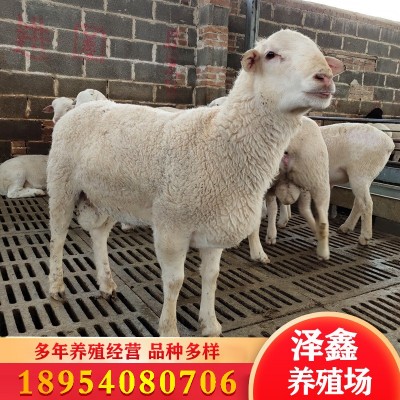 纯湖羊活羊小尾寒羊怀孕母羊种公羊小羊羔澳湖杂交绵羊多少钱一只