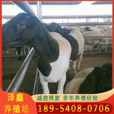 批发活体种羊小尾寒羊羔羊苗 怀孕杜泊绵羊多少钱 澳洲白绵羊价格