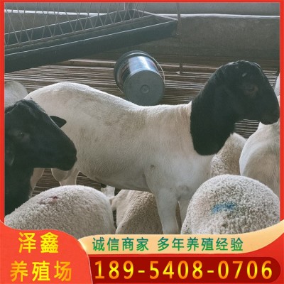 批发活体种羊小尾寒羊羔羊苗 怀孕杜泊绵羊多少钱 澳洲白绵羊价格图3