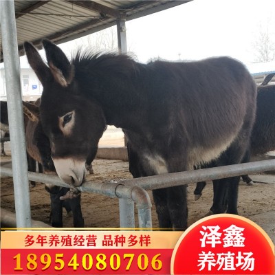 【德州驴】常年供应德州驴 改良肉驴苗 小毛驴多少钱一头图3