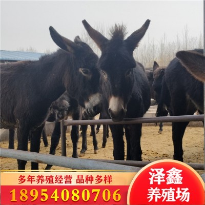 【德州驴】常年供应德州驴 改良肉驴苗 小毛驴多少钱一头