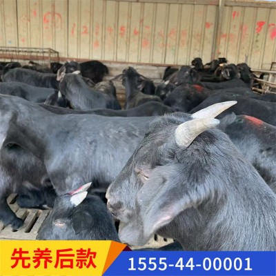 黑山羊价格活体羊苗视频一对一挑选山羊羔量大任意挑选种公羊图3
