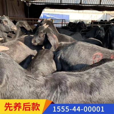 黑山羊价格活体羊苗视频一对一挑选山羊羔量大任意挑选种公羊图4
