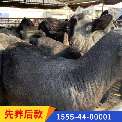 黑山羊价格活体羊苗视频一对一挑选山羊羔量大任意挑选种公羊图2