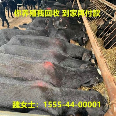 黑山羊活体小羊羔 山羊仔批发 黑山羊基础母羊价格在线咨询羊价格
