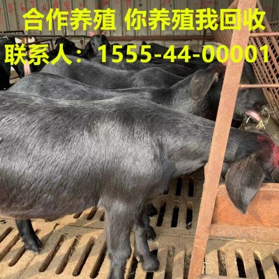 黑山羊活体小羊羔 山羊仔批发 黑山羊基础母羊价格在线咨询羊价格图2