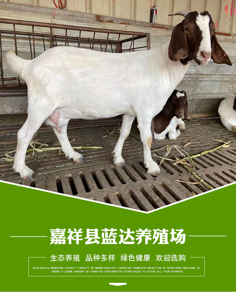 波尔山羊_01