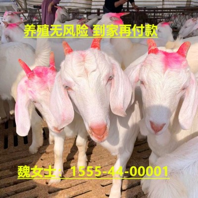 出栏白山羊30-40斤羊苗70-90斤怀孕种羊成年种公羊包运输图2