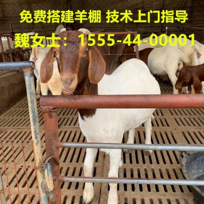 出栏白山羊30-40斤羊苗70-90斤怀孕种羊成年种公羊包运输图3