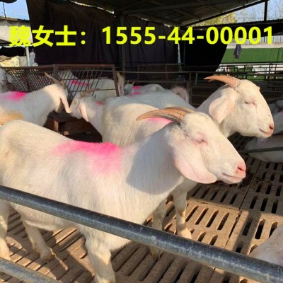出栏白山羊30-40斤羊苗70-90斤怀孕种羊成年种公羊包运输