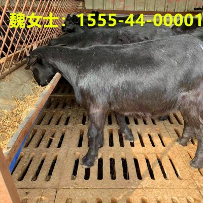 出栏白山羊30-40斤羊苗70-90斤怀孕种羊成年种公羊包运输图4