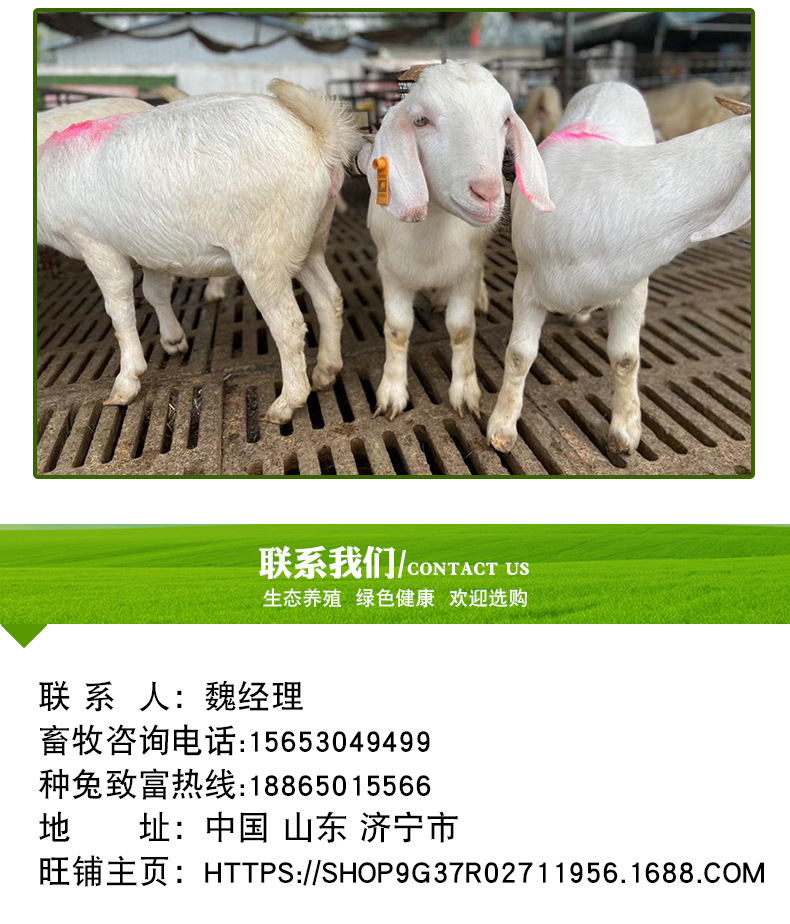 白山羊_09